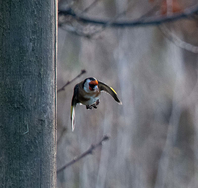 Goldfinch