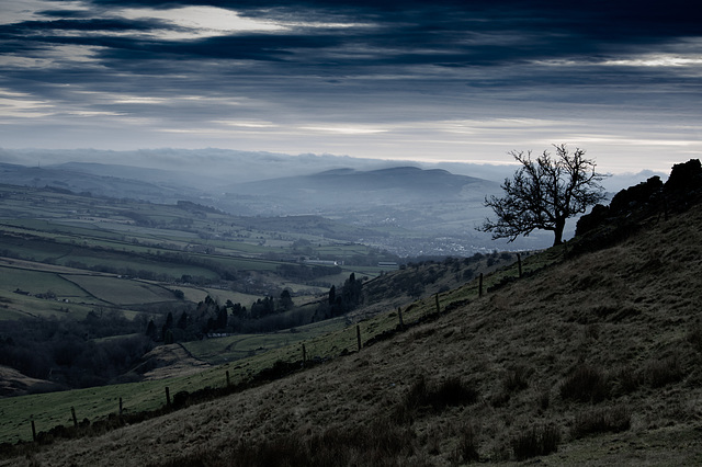 Cown Edge tree