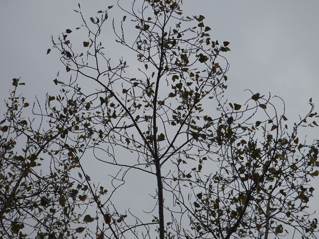 Arboles en contraluz