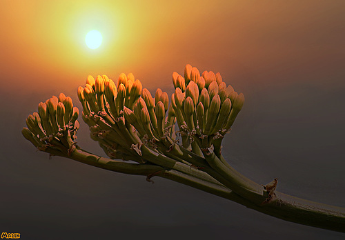 Couchant sur boutons fleur.....