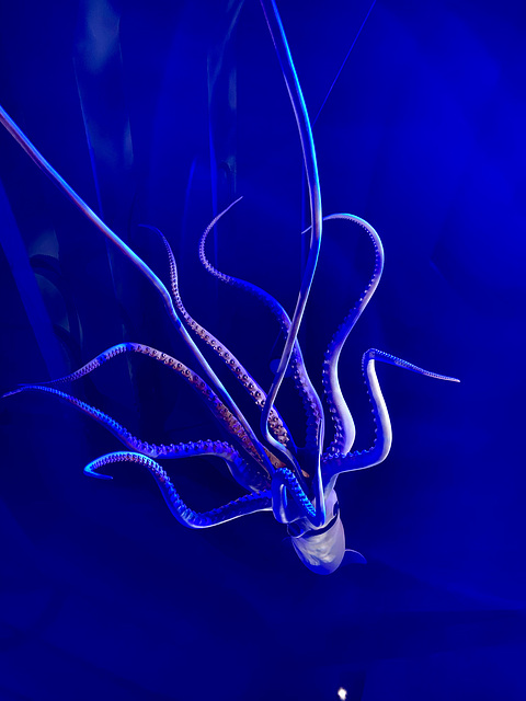 Naturalis 2020 – The Kraken awakes