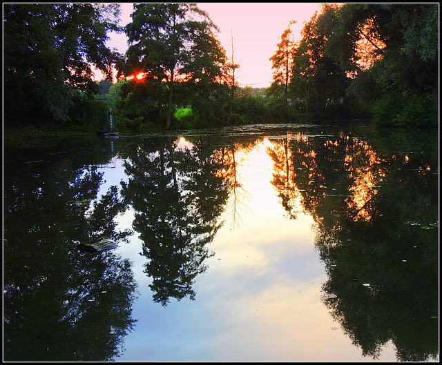 Reflexion in the forest