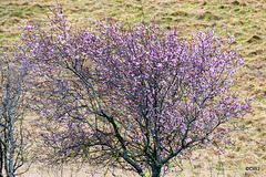 Cherry Blossom