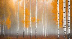Ethereal Autumn: A Visual Journey Through Scandinavian Birchwood Bliss Ethereal Autumn: A Visual Journey Through Scandinavian Birchwood Bliss