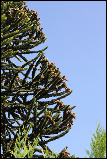 Araucaria mâle (4)