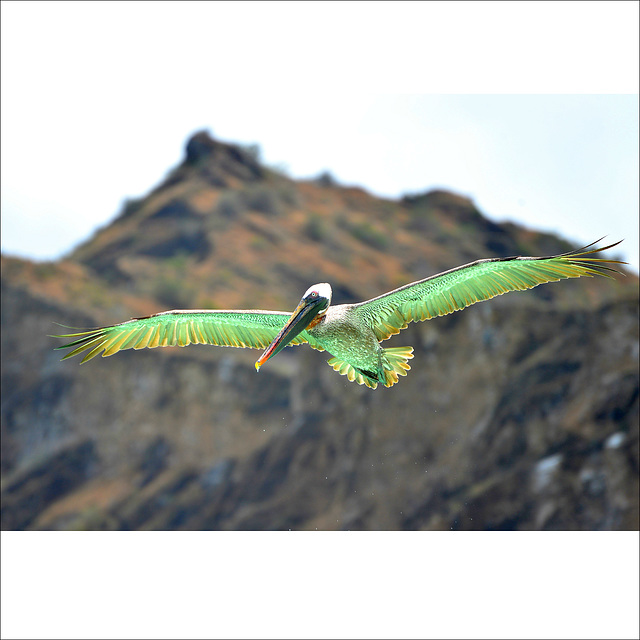 Elegance in flight.