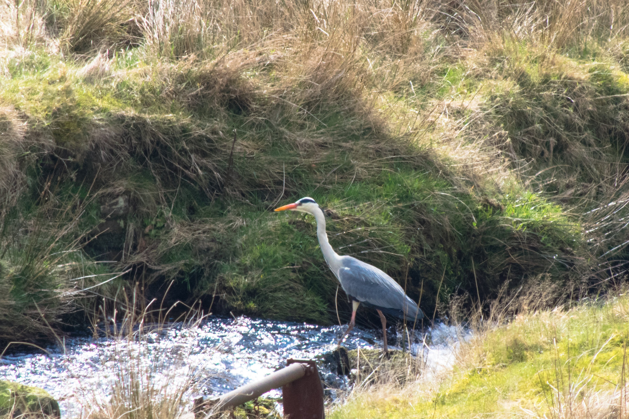 Grey Heron