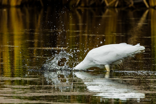 Grande Aigrette