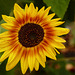 Cheery sunflower