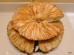 Macrolepiota, Parasol Mushrooms,