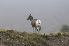 Bighorn Sheep