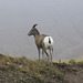 Bighorn Sheep