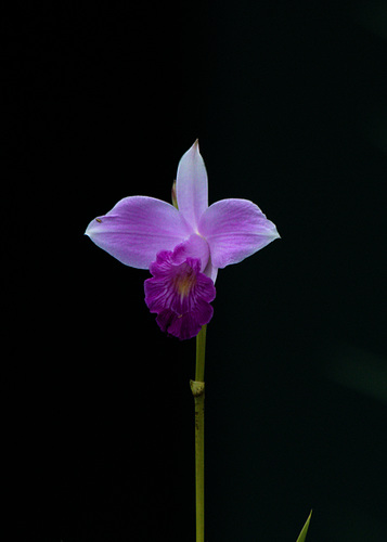 OrchidEF7A7669