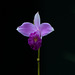 OrchidEF7A7669
