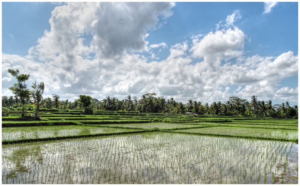 Rice fields