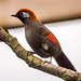 Tropical bird.4jpg