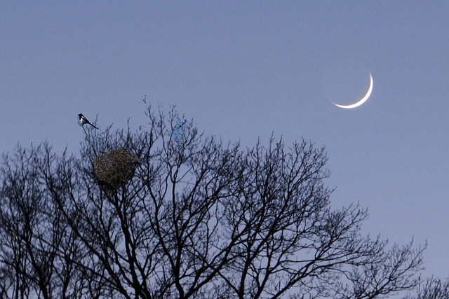 Magpie Moon