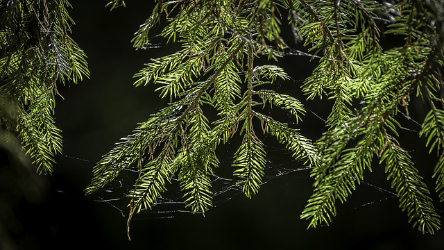 in der Ravennaschlucht (© Buelipix)