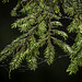 in der Ravennaschlucht (© Buelipix)