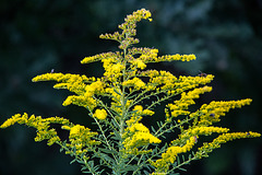 20150910 8785VRTw [D~PB] Riesen-Goldrute (Solidago gigantea), Steinhorster Becken, Delbrück