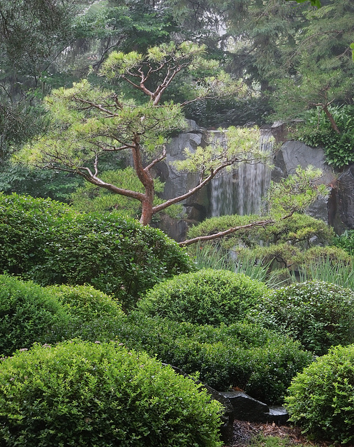 Japanese garden in the rain