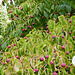 Strawberry Tree (Arbutus Unedo) Ness Gardens Sept 2016