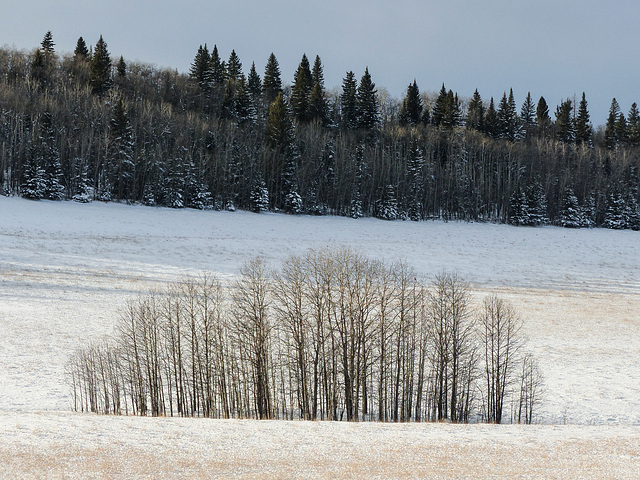 Trees in winter