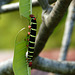 Tetrio Sphinx Moth caterpillar / Pseudosphinx tetrio, Tobago