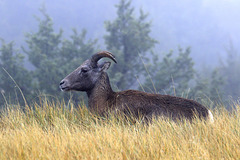 Bighorn Sheep