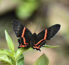 ButterflyEF7A7659