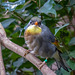 Tropical bird
