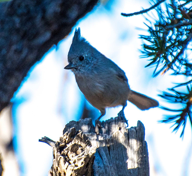 Songbird