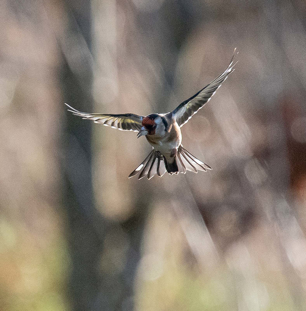 Goldfinch