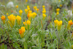 Hymenocarpos lotoides, Fabales