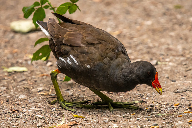 Moorhen