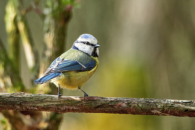 Eurasian Blue Tit - Parus caeruleus (or Cyanistes caeruleus)