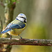 Eurasian Blue Tit - Parus caeruleus (or Cyanistes caeruleus)