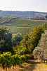 Tuscan countryside - Montefioralle