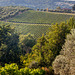 Tuscan countryside - Montefioralle