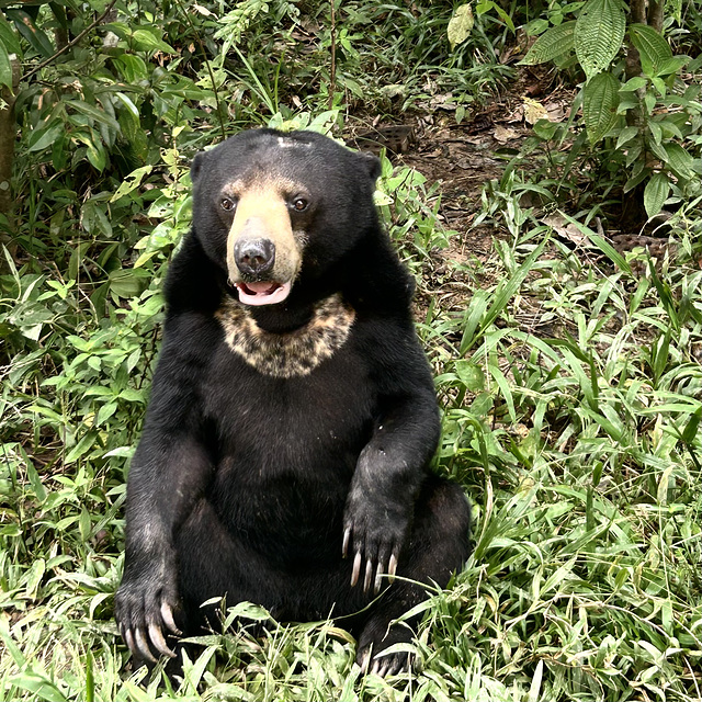 Smiling sunbear.
