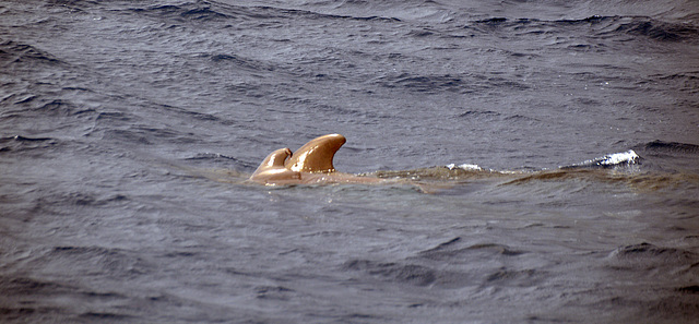 Schweinswalmutter mit Kalb II