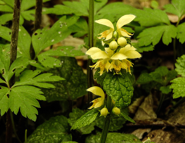 20170501 0791CPw [D~LIP]  Goldnessel (Lamium galeobdolon), Bad Salzuflen