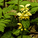 20170501 0791CPw [D~LIP]  Goldnessel (Lamium galeobdolon), Bad Salzuflen