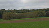 Komischer Wald