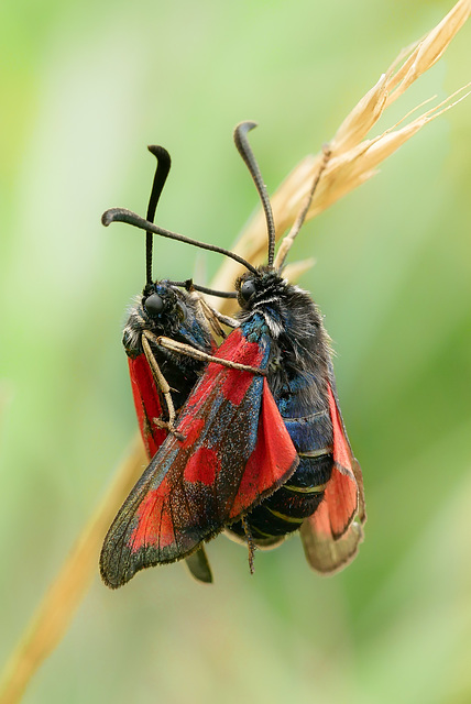 Beilfleck-Rotwidderchen | Slender Scotch burnet (Zygaena loti)