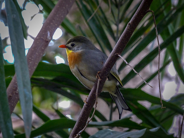 Tropical bird2