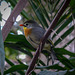 Tropical bird2