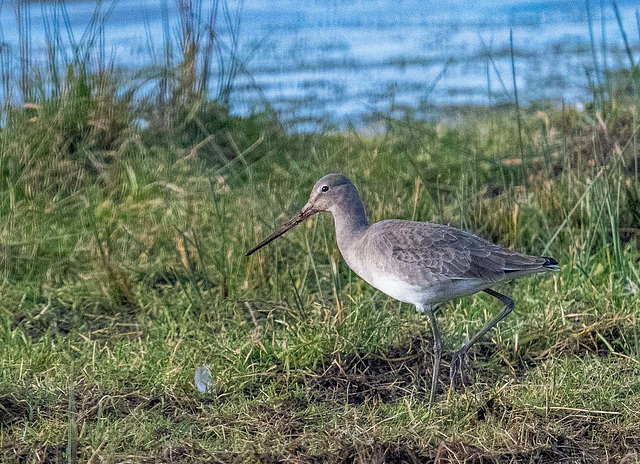 Black tailed godwit