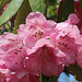 Rhododendron Festival 4