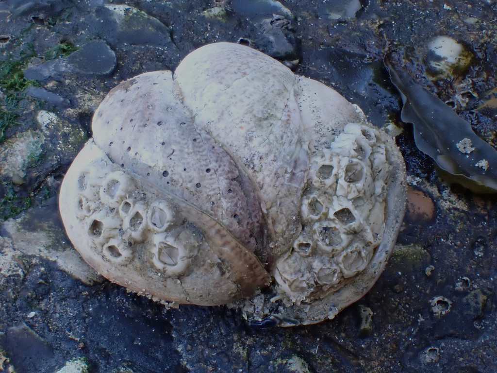 P8280865 Slipper limpet